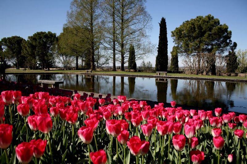 Al Parco Sigurtà torna Tulipanomania! Al Parco Sigurtà torna Tulipanomania!