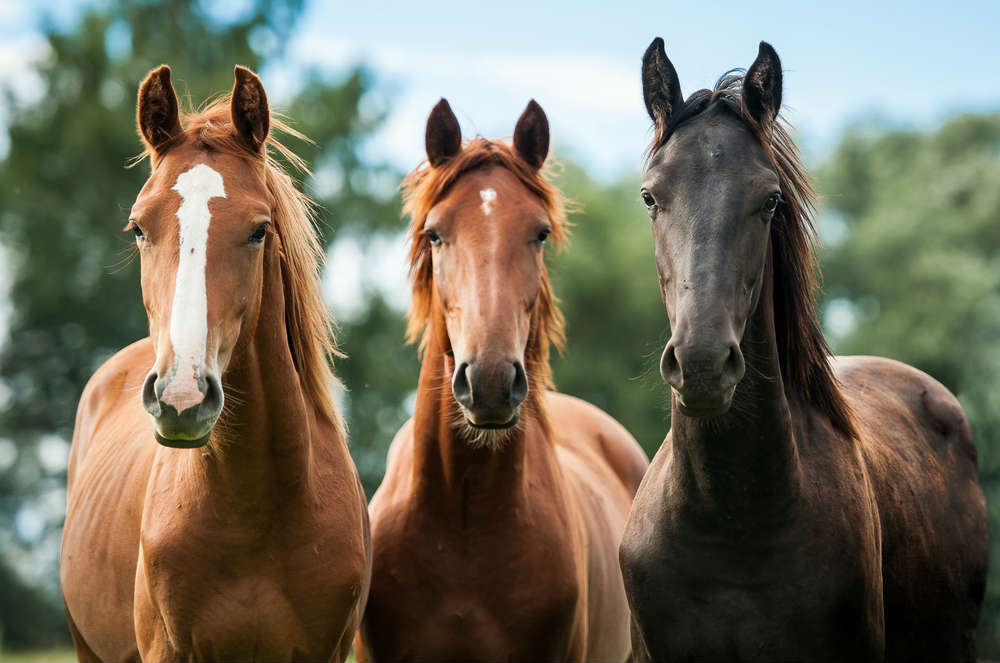 Fieracavalli dal 7 al 10 Novembre 2019 Fieracavalli dal 7 al 10 Novembre 2019
