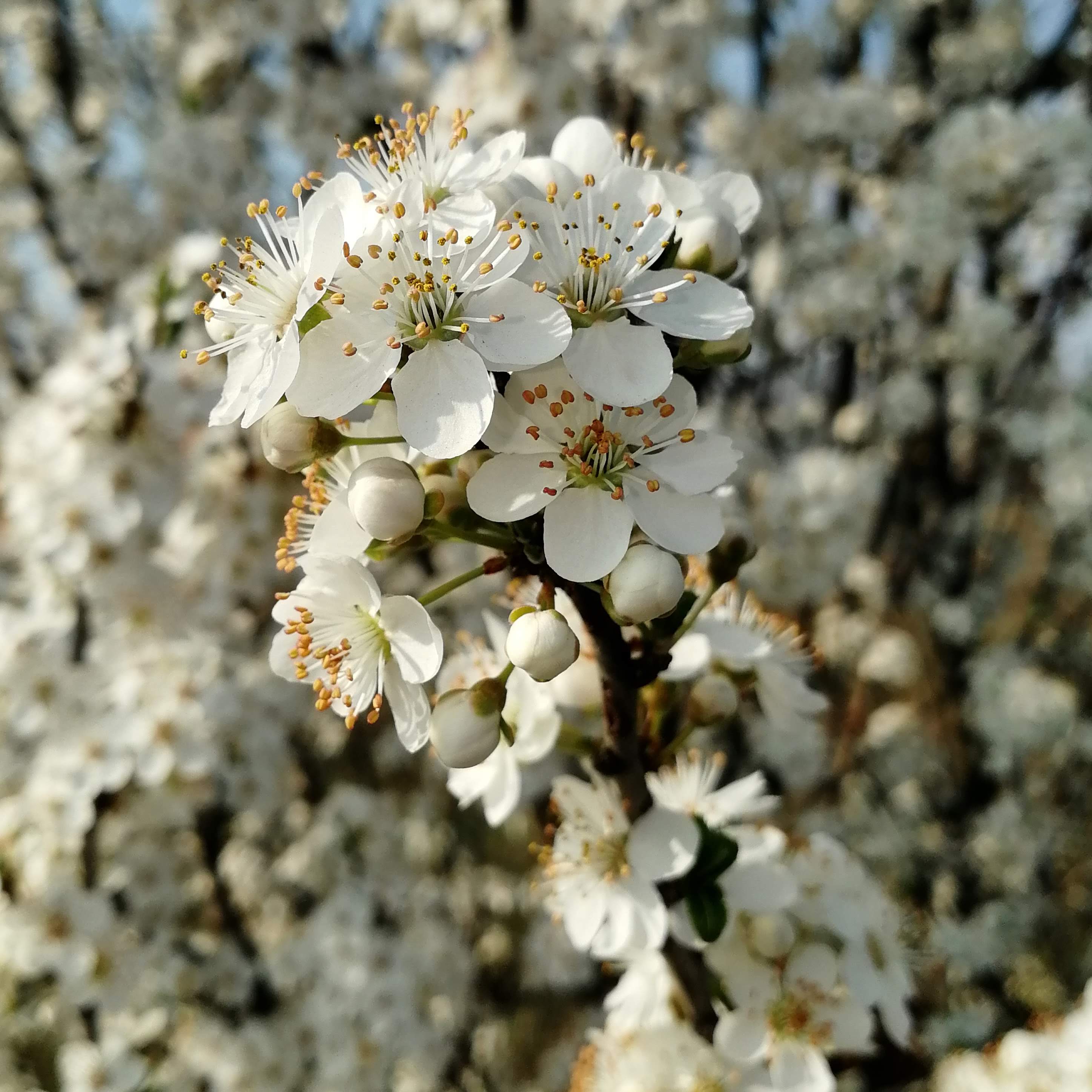 Evviva i ponti di primavera a Verona! Evviva i ponti di primavera a Verona!