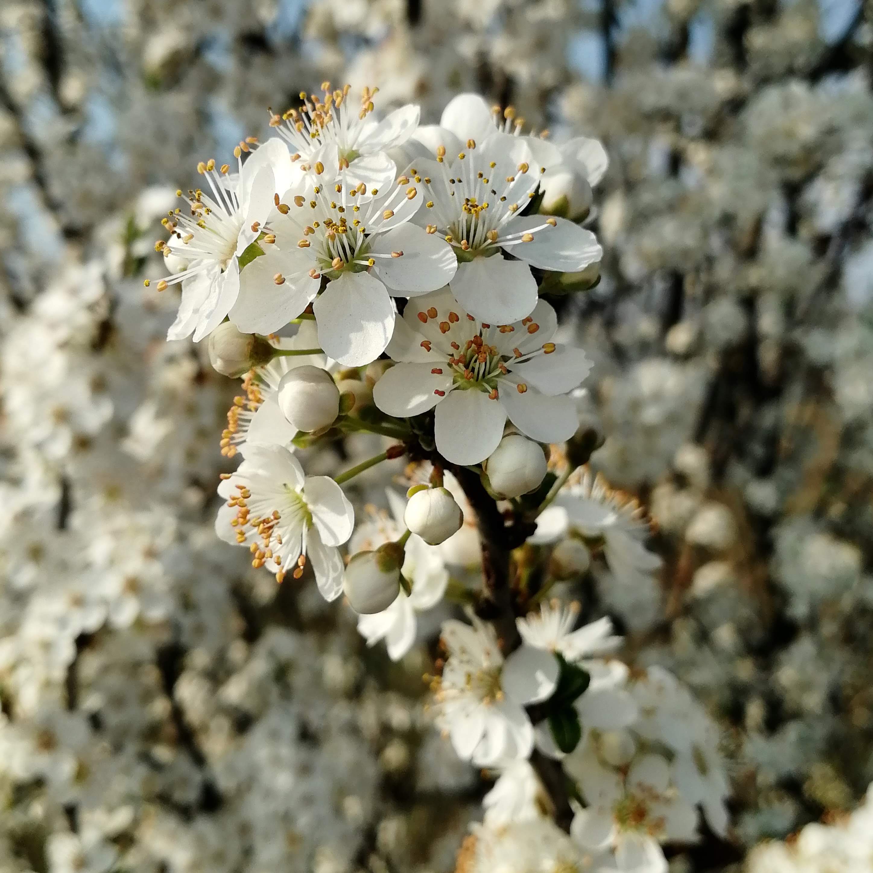 Evviva i ponti di primavera a Verona!