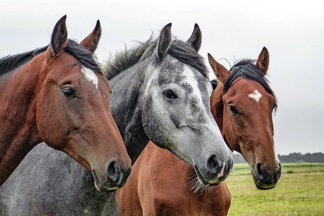 Fieracavalli a Verona dal 25 al 28 Ottobre!